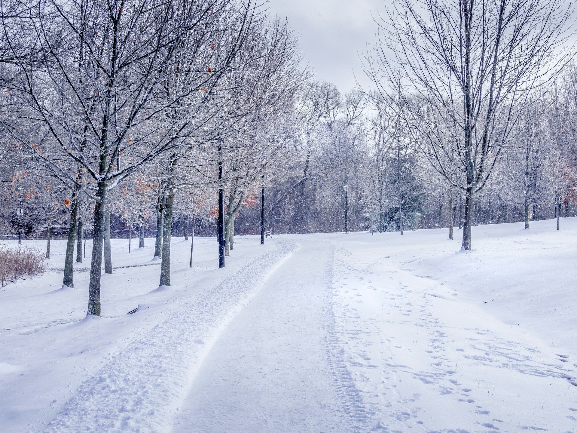 snowy, wintery scene in a park with a path lined with bare trees